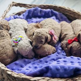 Biewer Terrier and Poodle Puppies from Alpha Tiny Paws