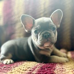 Bubba - Blue male French Bulldog puppy in Greeley, Colorado from Mandy Moon French Bulldogs