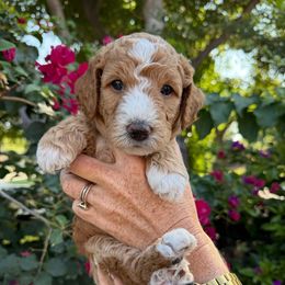Venice - Apricot male Goldendoodle puppy in La Verne, California from Marshall Goldendoodles