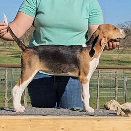 Bit - Black white and tan female American Foxhound puppy in Weatherford, Texas from Carben Copy’s American Foxhounds