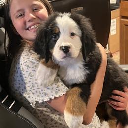 Airedale Terrier, Bernedoodle, and Bernese Mountain Dog Puppies from Beitzel Babies