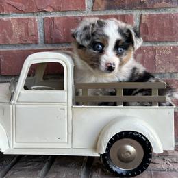 BMF - Blue merle female Toy Australian Shepherd puppy in Lexington, Nebraska from Osborne's Aussies