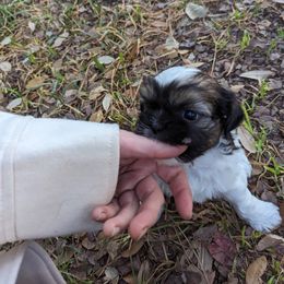 "Two Chainz" Shih Tzu Puppies from We Shih Tzu Not!