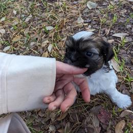 "Two Chainz" Shih Tzu Puppies from We Shih Tzu Not!