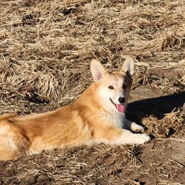Brutus - Red male Pembroke Welsh Corgi puppy in Dunbar, Nebraska from Vintage Corgis