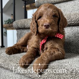 Red Pup - Male - Apricot male Goldendoodle puppy in Dacula, Georgia from Lakeside Pups