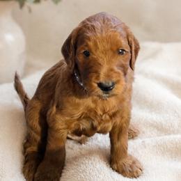 Goldendoodle Puppies from Hawkins Heritage Goldendoodles