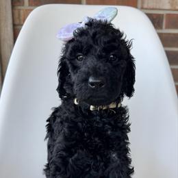 Vixen - Black female Goldendoodle puppy in Pulaski, Tennessee from Doodle My Heart