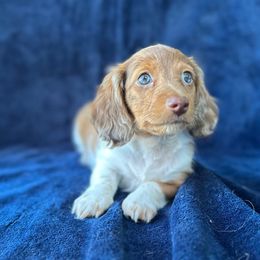 Scout 2600 - Dapple male Dachshund puppy in Brandon, Florida from Knights Dachshunds