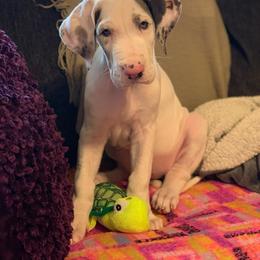 Great Dane Puppies from Gentle Giants of Tennessee Great Danes