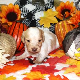 Krueger - Piebald male Dachshund puppy in Corbin, Kentucky from White River Valley Kennel