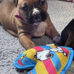 White collar now in black - Red female American Staffordshire Terrier puppy in Cloverdale, Indiana from Woodshire American Staffordshire Terrier’s