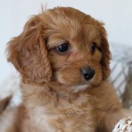Rose - Red female Cavapoo puppy in Springtown, Texas from North Texas Puppies