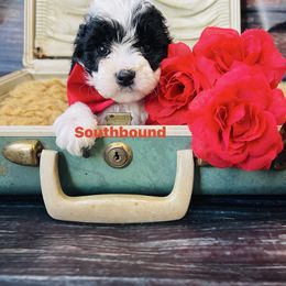 Blink (red) - Parti male Poodle puppy in Leoma, Tennessee from Southbound Kennel