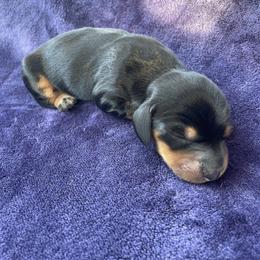 Mini Moo - Black and tan male Dachshund puppy in Staley, North Carolina from Waite's Dachshunds