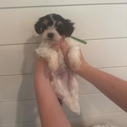 Pickles - Tri-color male Cavapoo puppy in Lafayette, Oregon from Wine Country Cavapoos