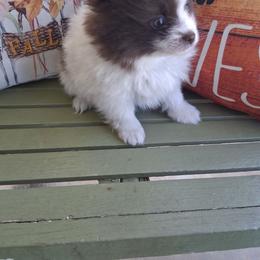 Tango - Chocolate parti male Pomeranian puppy in Gaffney, South Carolina from Battlefield Kennels