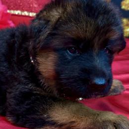 ADA YELLOW - Black and red female German Shepherd puppy in Yorkville, Illinois from Vom Archbold Haus World Class German Shepherds