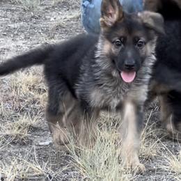 Girl 3 - Black and red German Shepherd puppy in Hico, Texas from Quail Creek Kennels GSD