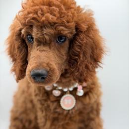 Gracelynn - Red  female Poodle puppy in Southampton, New Jersey from Lavishly Loved Pets LLC