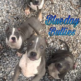American Bully Puppies from Blueday Kennel