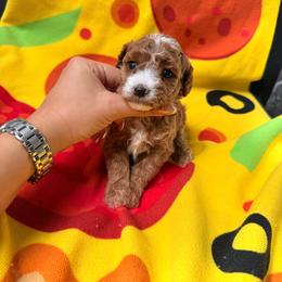 Girl 1 - Red  female Poodle puppy in Miami, Florida from Sakura Poodles
