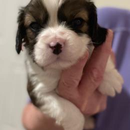 Dobie - Chocolate male Cavapoo puppy in Lexington, Kentucky from Callaway's Cavaliers