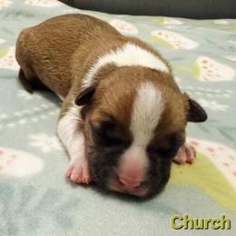 Church - Red male American Staffordshire Terrier puppy in Clintwood, Virginia from SkyBlue Kennel
