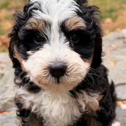 MJ - Tri-color female Bernedoodle puppy in Sandy, Oregon from MC Doodles