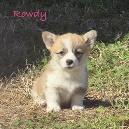 Rowdy - Red female Pembroke Welsh Corgi puppy in Yulee, Florida from Pembroke Welsh Corgis at Belle Haven