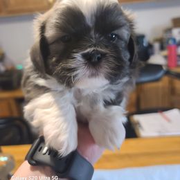 Puppy 3 - Blue male Shih Tzu puppy in Belleville, Michigan from Patricia's Heavenly Earth Angels