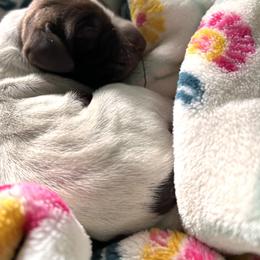 Zia - Liver roan female German Shorthaired Pointer puppy in Enfield, North Carolina from Fishing Creek GSP