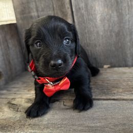 Red - Black male Dachshund puppy in South Willard, Utah from Doxies in the Sun