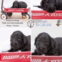 Blue collar - Franklin - Black male Bernedoodle puppy in Lexington, North Carolina from Deborah’s Doodles