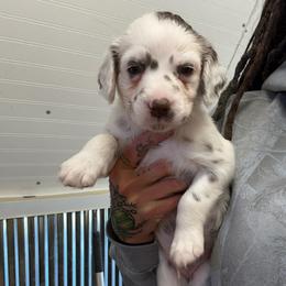 Ankle - White and liver brown male Dalmatian puppy in Stanchfield, Minnesota from Darling Dalmatians