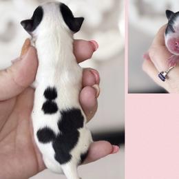 Chloe - Black and white female Chihuahua puppy in Harrison, Michigan from Cloud9 Chihuahuas