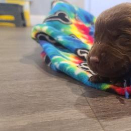 Labrador Retriever Puppies from Labrador Trails