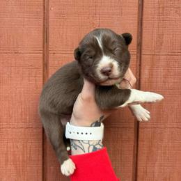 Purple - Red and white female Siberian Husky puppy in Jonesborough, Tennessee from Dry Creek Siberians