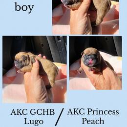 Fawn boy - Fawn male French Bulldog puppy in Polk City, Florida from Best Friend Frenchies, LLC