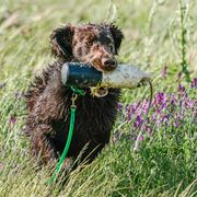 Flat-Coated Retriever All Grown Up from Shayna Flat-Coated Retrievers