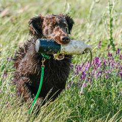 Flat-Coated Retriever All Grown Up from Shayna Flat-Coated Retrievers