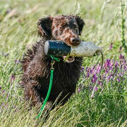 Flat-Coated Retriever All Grown Up from Shayna Flat-Coated Retrievers