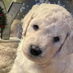 Bernedoodles and Goldendoodles from Kansas City Doodles