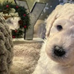 Bernedoodles and Goldendoodles from Kansas City Doodles