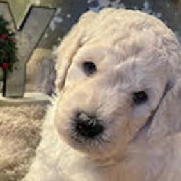 Bernedoodles and Goldendoodles from Kansas City Doodles