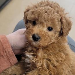 Tucker - Apricot male Poodle puppy in Vinemont, Alabama from RottenDog's Poodles