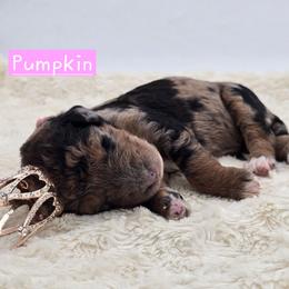 Pumpkin - Merle female Bernedoodle puppy in Neillsville, Wisconsin from Granton Creek