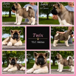 Twix - Fawn female Akita puppy in Chillicothe, Missouri from TLC Akitas