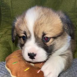 Scooby - Sable male Pembroke Welsh Corgi puppy in Adairsville, Georgia from R&R Corgis