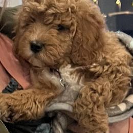 Goldendoodle Puppies from Schaefer Acres Doodles and Shepherds